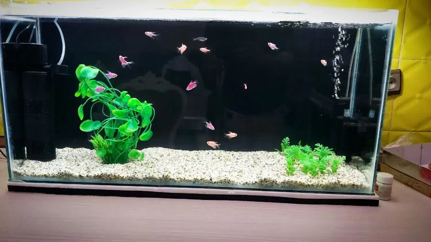 آکواریوم خانگی عرض ۲۸ ارتفاع ۴۵ عرض ۲۸ ارتفاع ۴۵|ماهی|نیشابور, هفده شهریور|دیوار