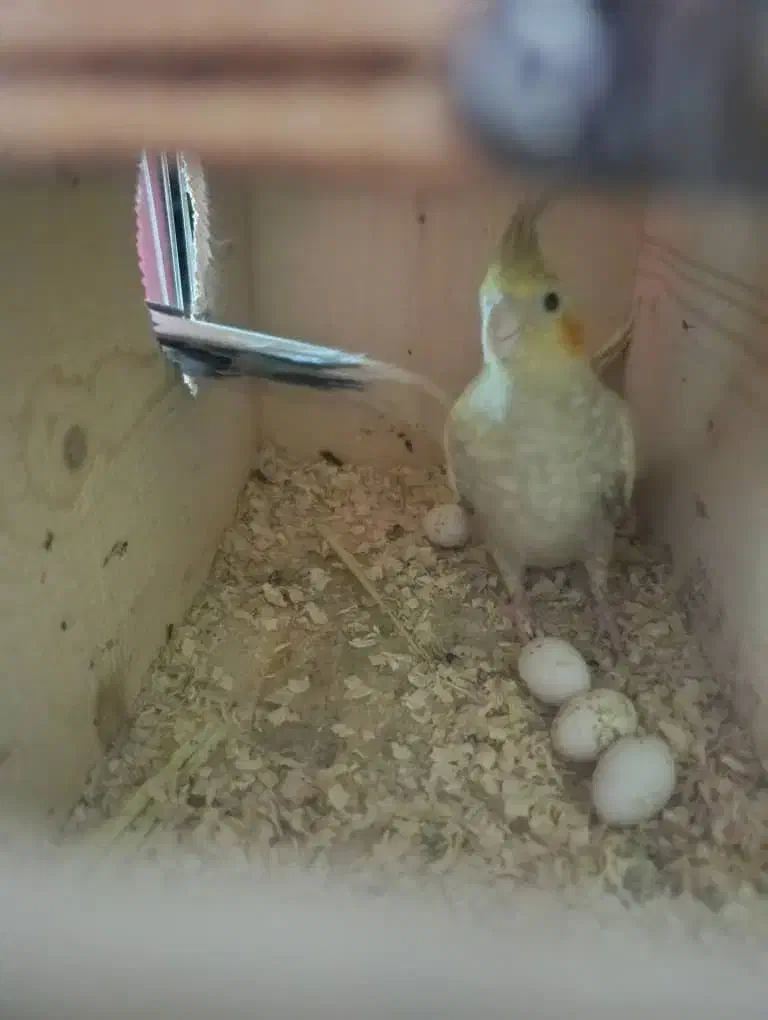 عروس هلندی رو تخم نر کینگ|پرنده|بندرعباس, |دیوار