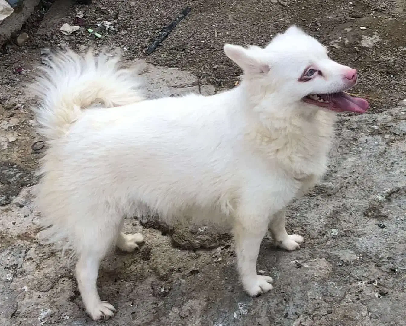 سگ اشپیتز|سگ|شیراز, بید زرد|دیوار