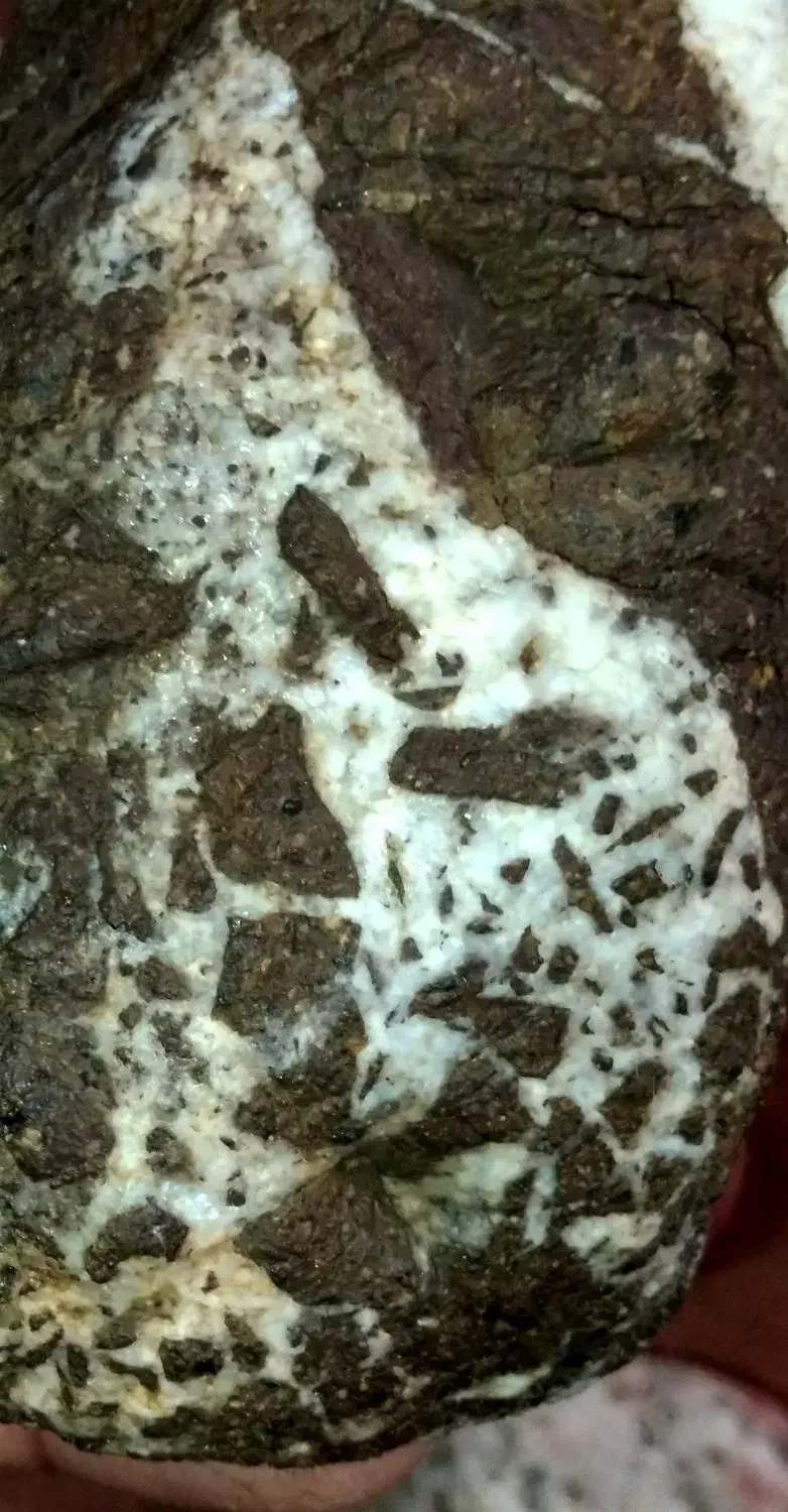 سنگ فسیل|جواهرات|پاکدشت, پاکدشت (مامازند)|دیوار