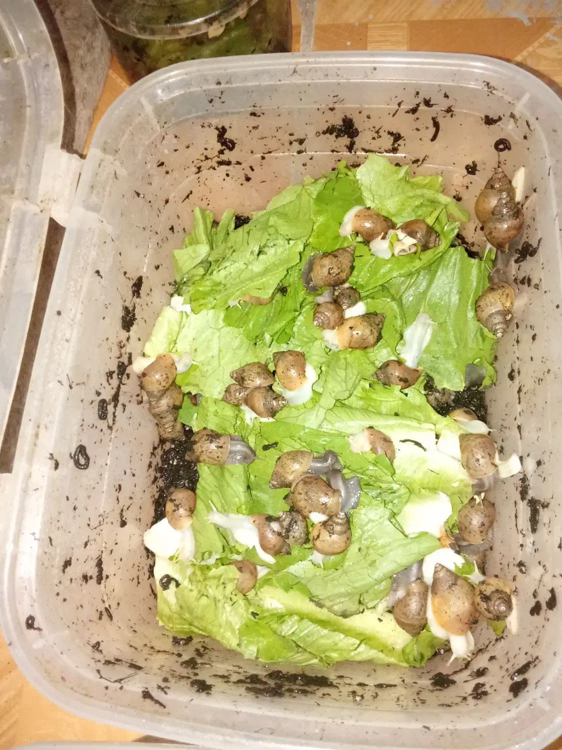 حلزون آلبینو اچاتینا|خزنده|کرمانشاه, |دیوار