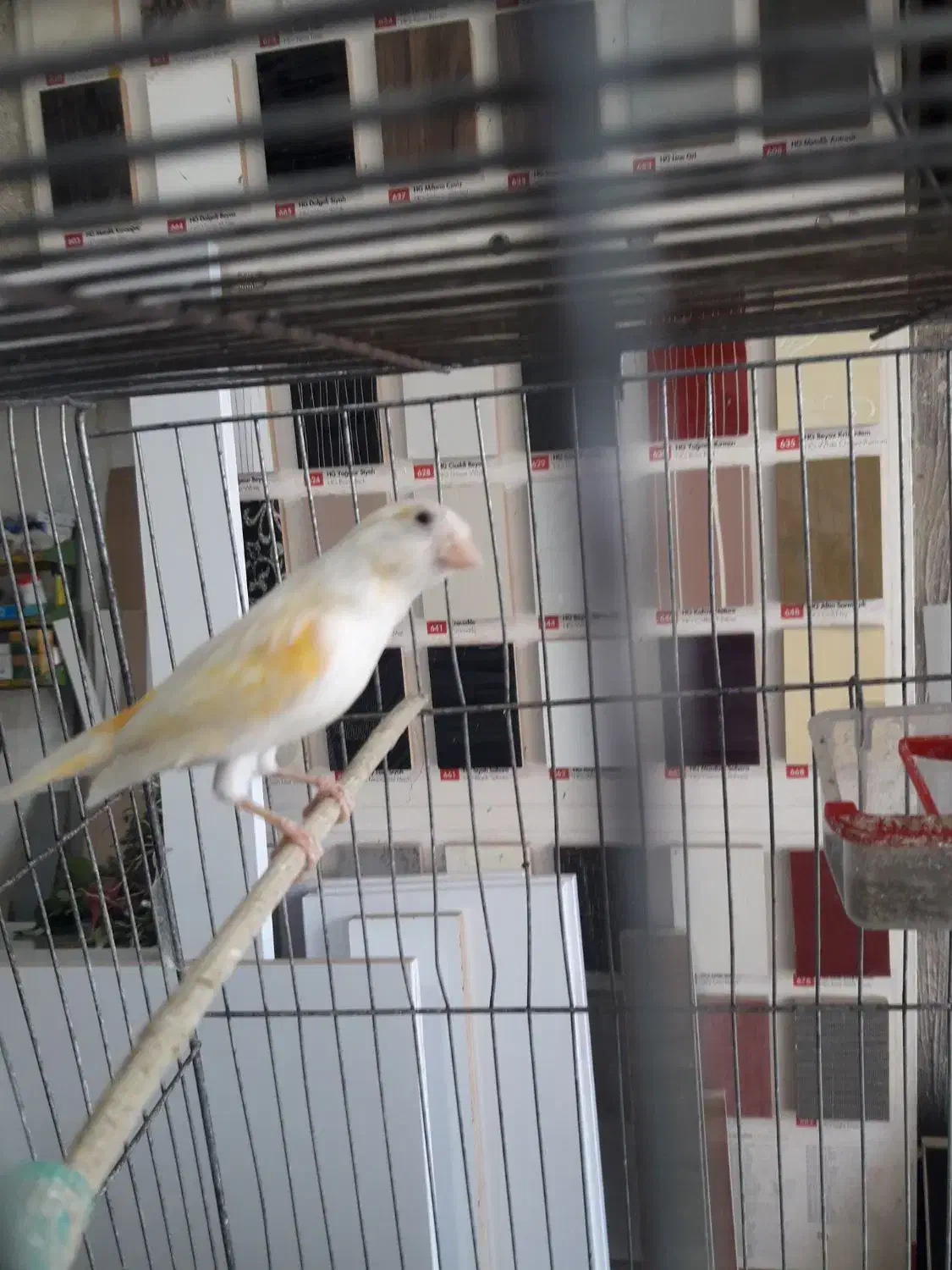 قناری موزایکی ماده|پرنده|کرمانشاه, |دیوار