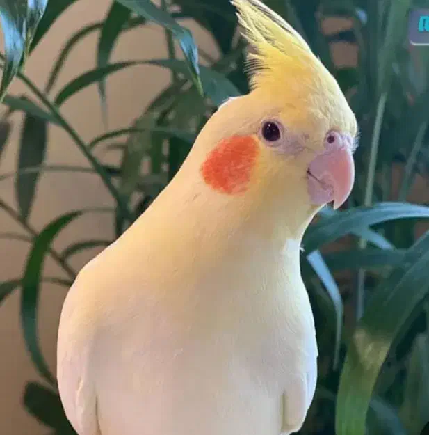 عروس هندس گمشده|پرنده|کاشان, شهرک فرهنگیان|دیوار