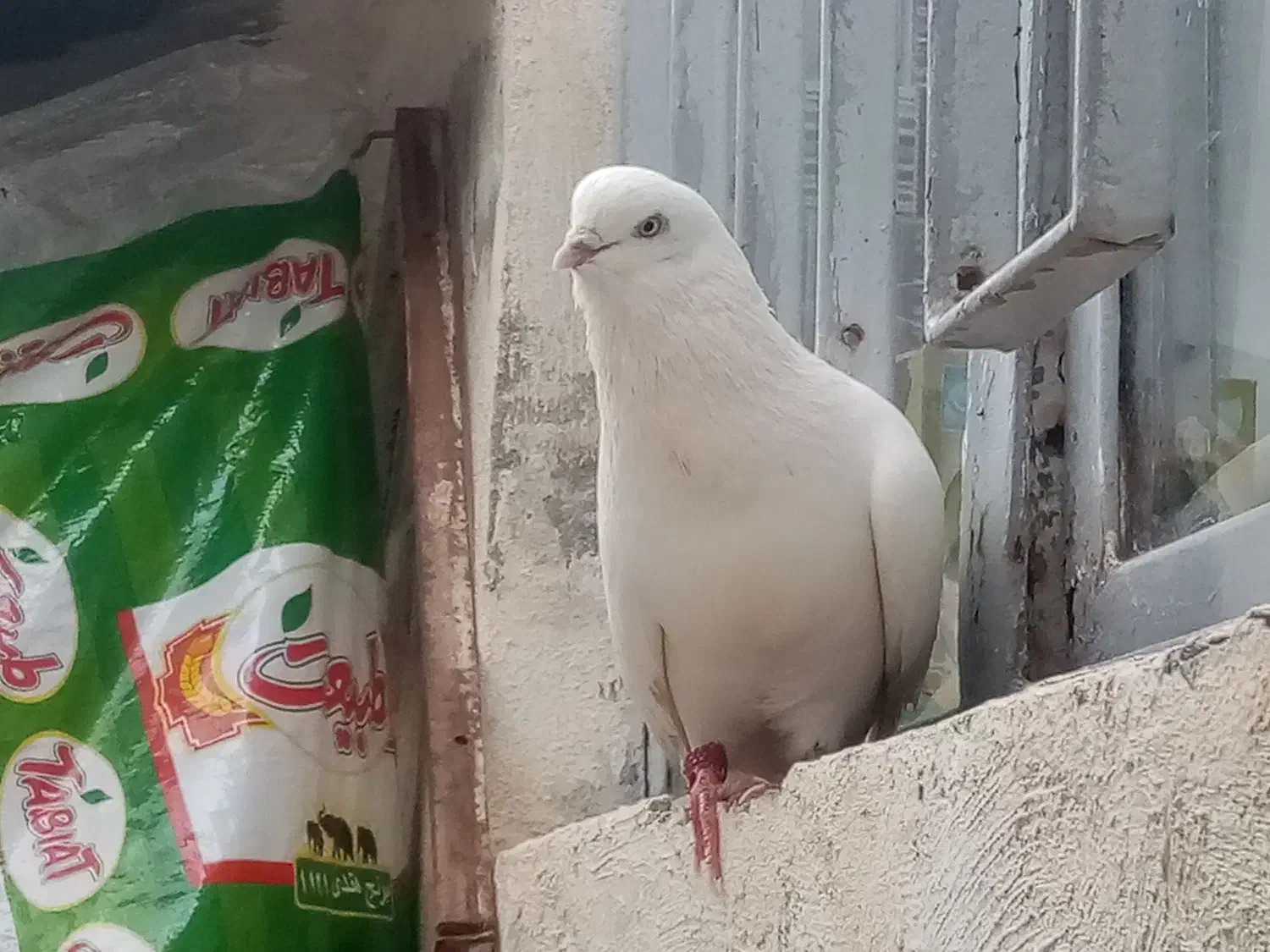 کبوترفروشی|حیوانات|ارومیه, |دیوار