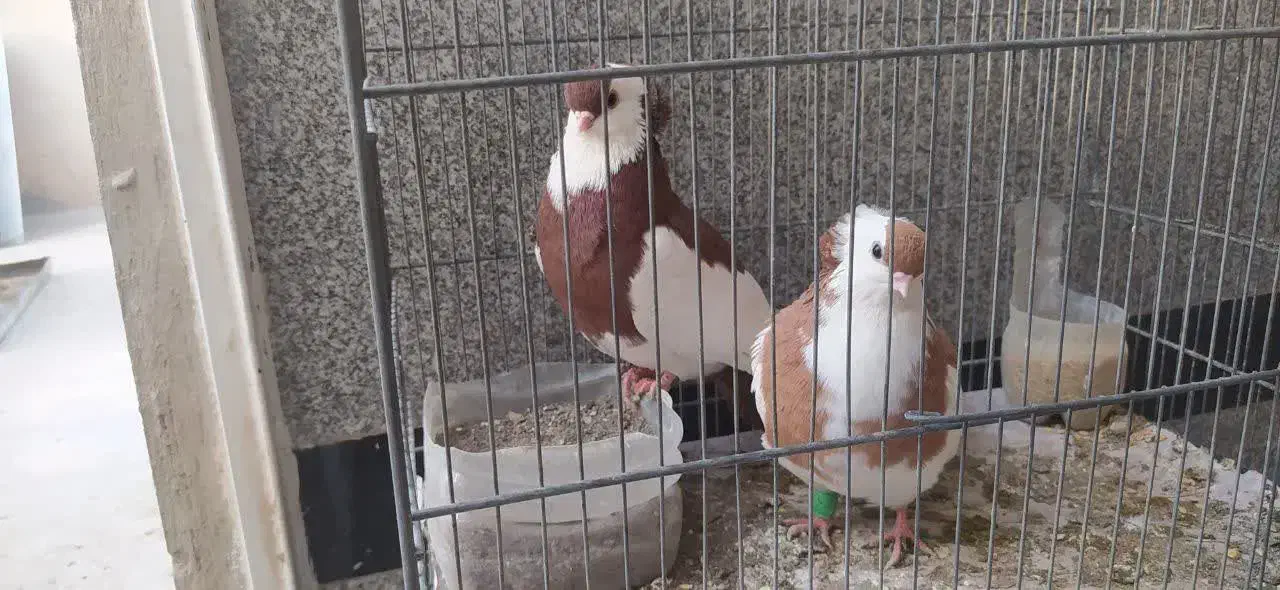 کبوتر زینتی کمیاب ناصری|پرنده|قم, نیروگاه|دیوار