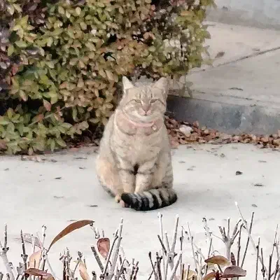 واگذاری گربه|گربه|نیشابور, مدرس|دیوار