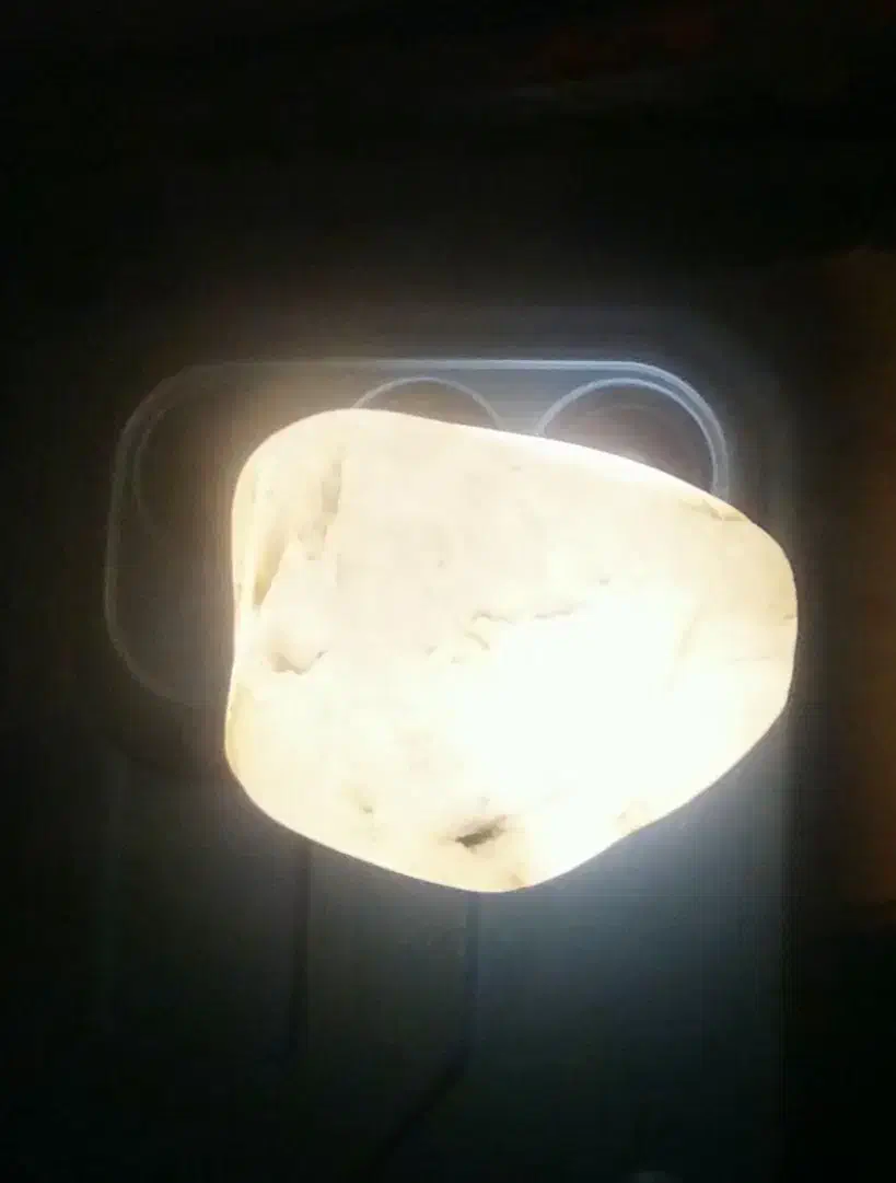 شجر رگ دار آبدار گبری با قدمت ۷۰۰۰ سال|کلکسیون اشیاء عتیقه|بم, |دیوار