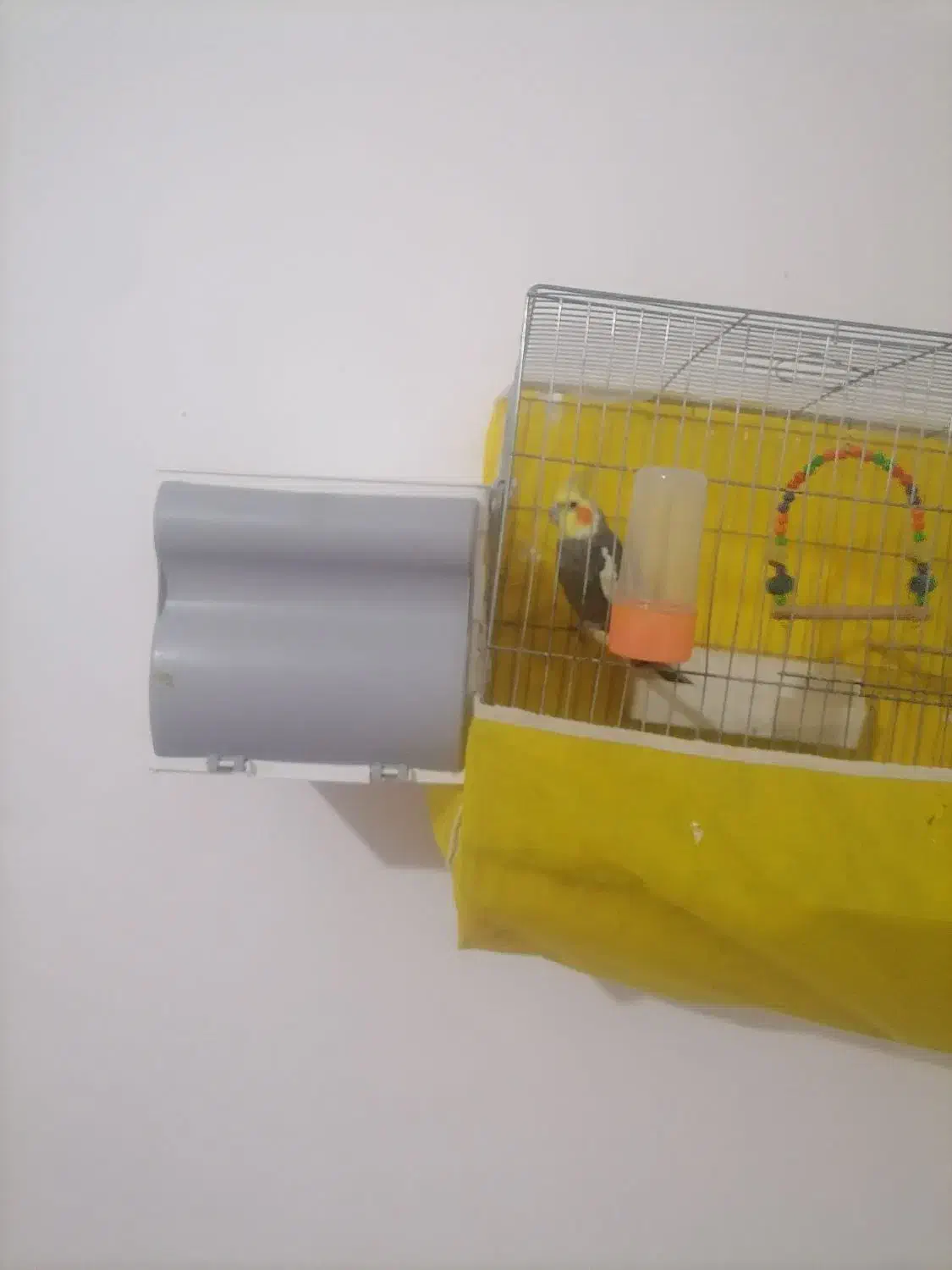 یک جفت عروس|پرنده|مینودشت, |دیوار