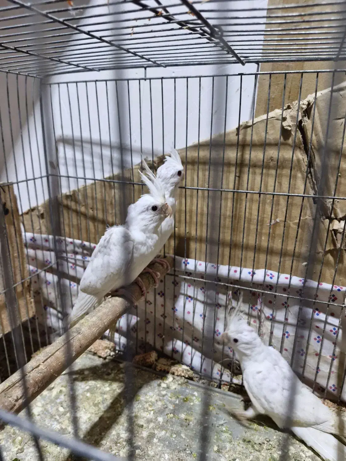 جوجه عروس|پرنده|اهواز, کوی مهدیس|دیوار