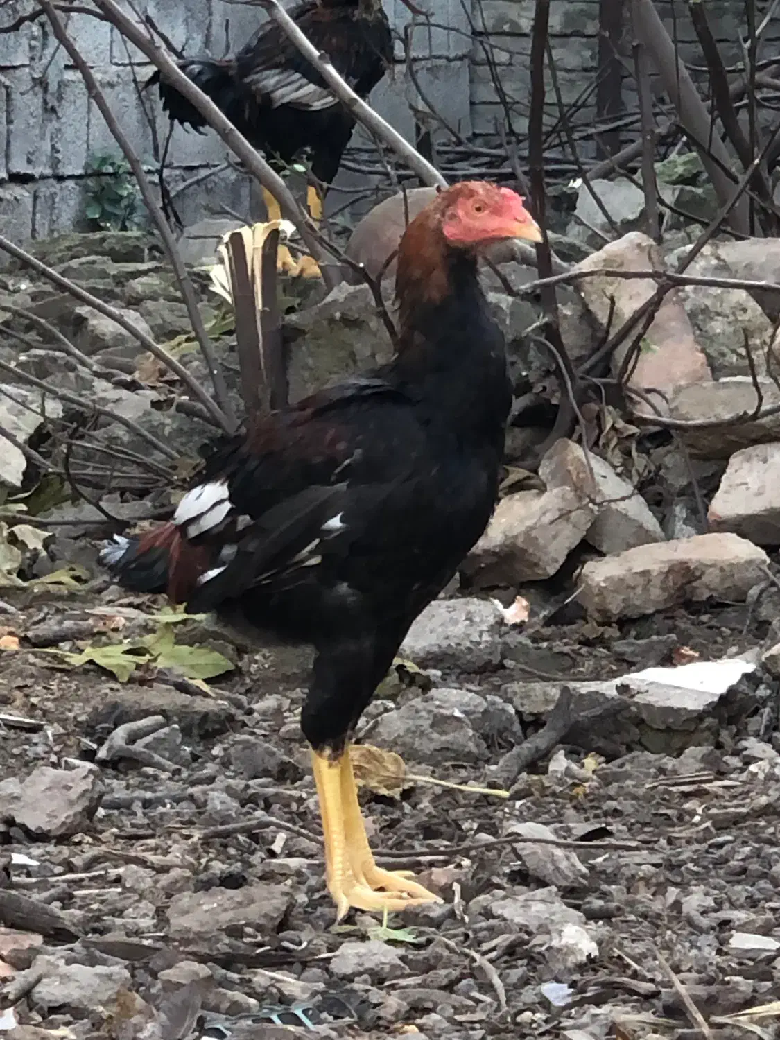 جوجه خروس لاری|حیوانات مزرعه|ساری, |دیوار