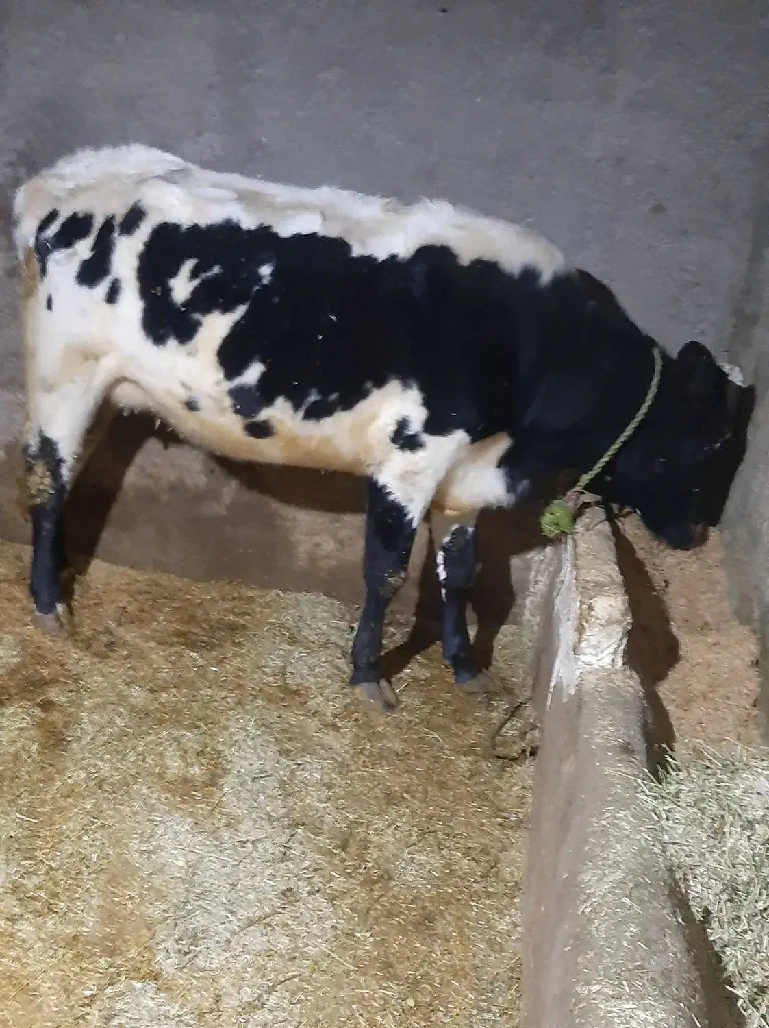 گاو گوساله فروشی|حیوانات مزرعه|قیدار, |دیوار