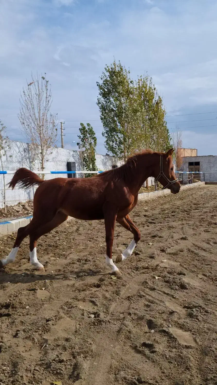 کره نریان عرب مصری ۲سر|اسب و تجهیزات اسب‌سواری|کرج, شهرک جهان آرا|دیوار