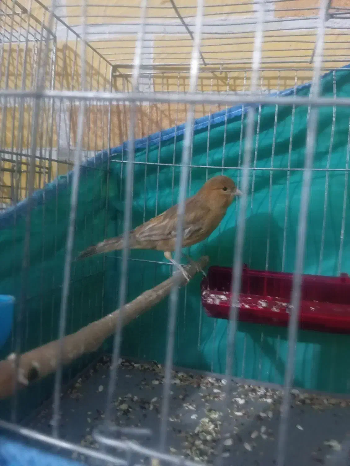 قناری|پرنده|زرند, |دیوار