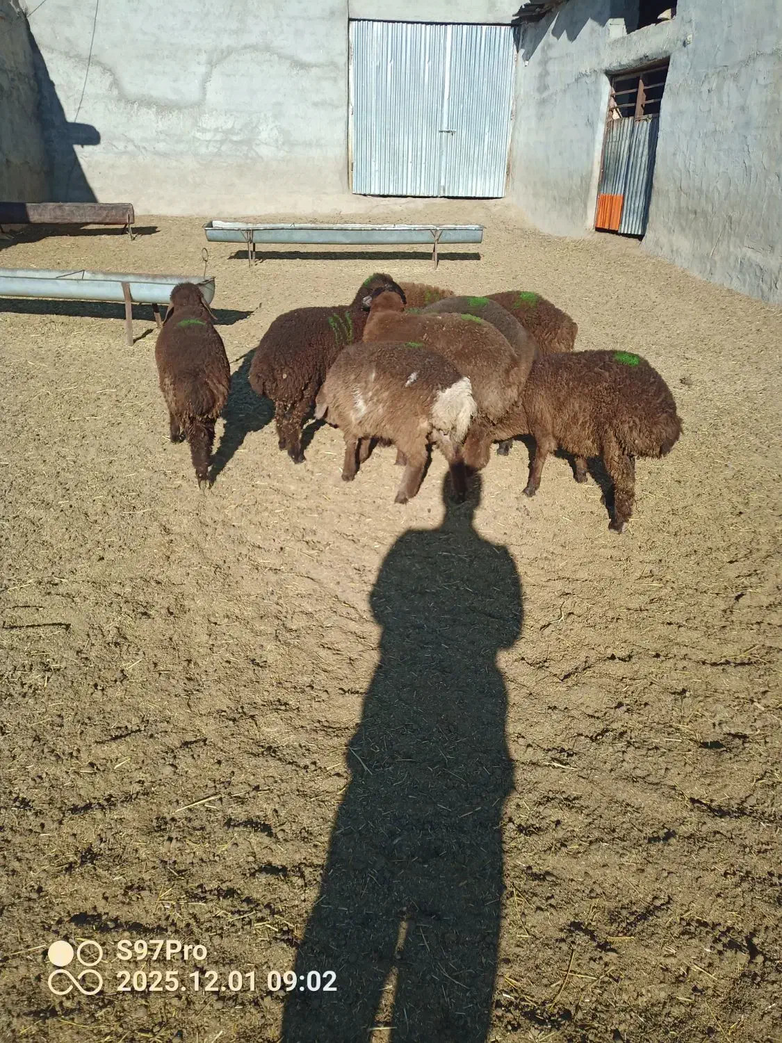 بره ماده همو و هترو|حیوانات مزرعه|شیروان (خراسان), |دیوار