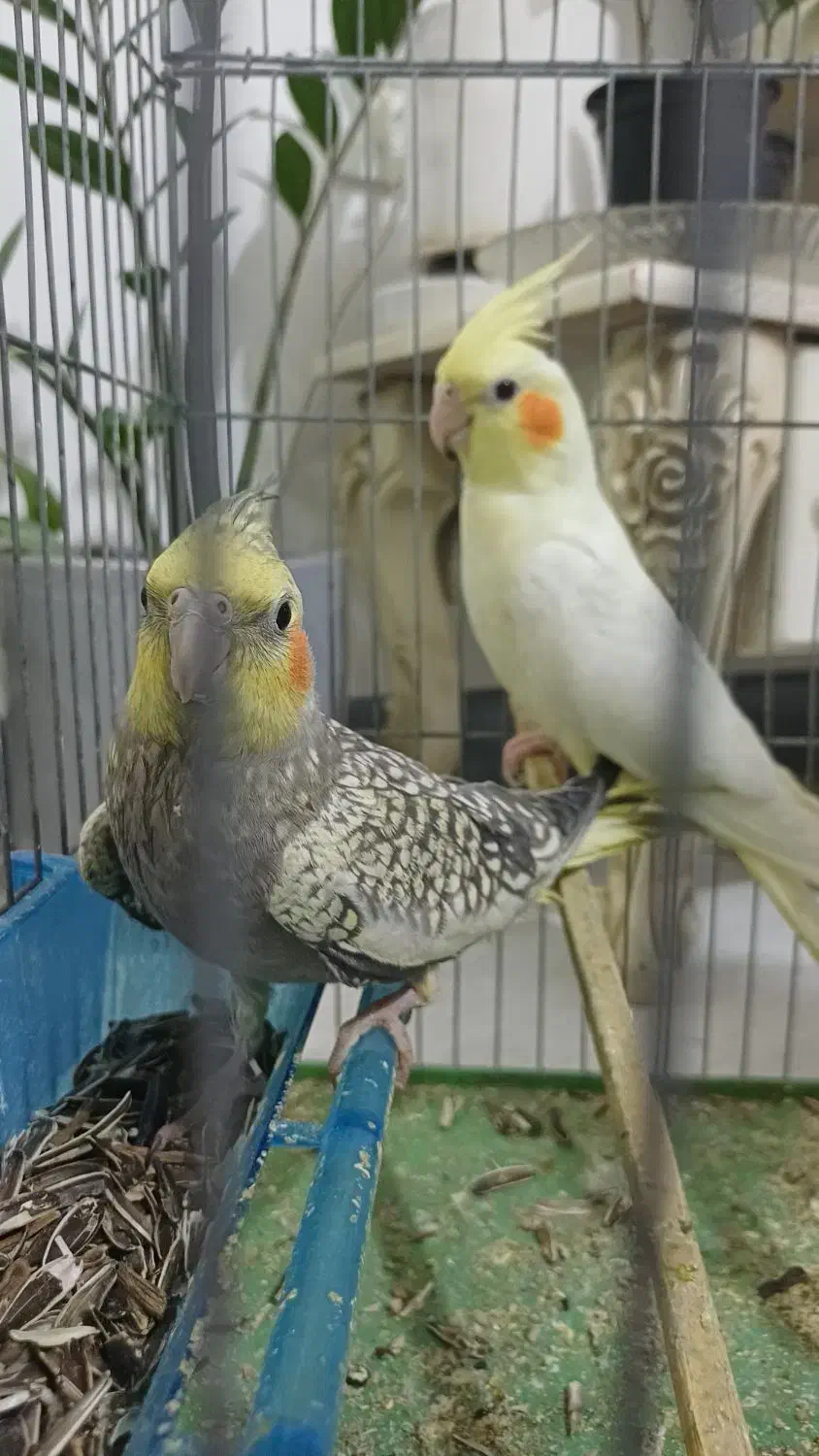 عروس پاریس|پرنده|اهواز, کیانشهر|دیوار