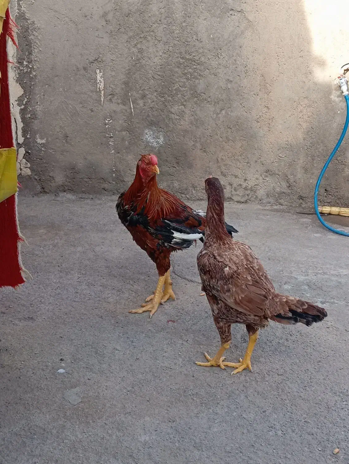 خروس لاری|حیوانات مزرعه|زرندیه, |دیوار