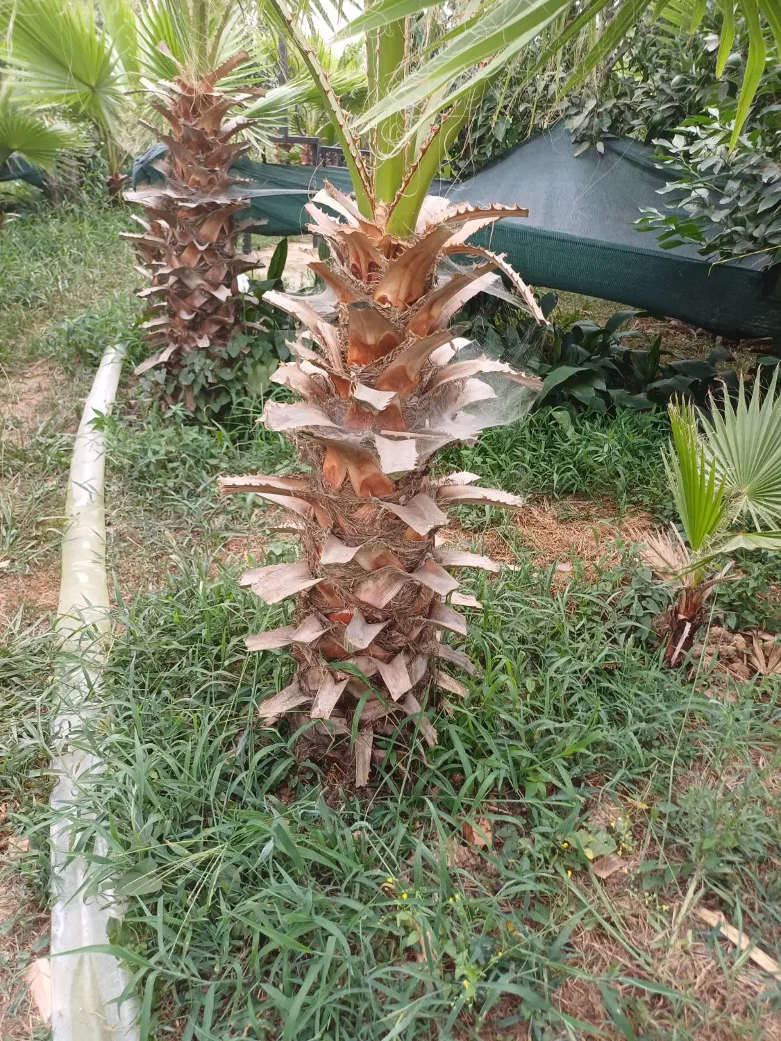 پالم تعداد ۵۵۰ تا متراژ از ۱۴۰ تا ۱۷۰ فقط تنه|گل و گیاه طبیعی|کومله, |دیوار