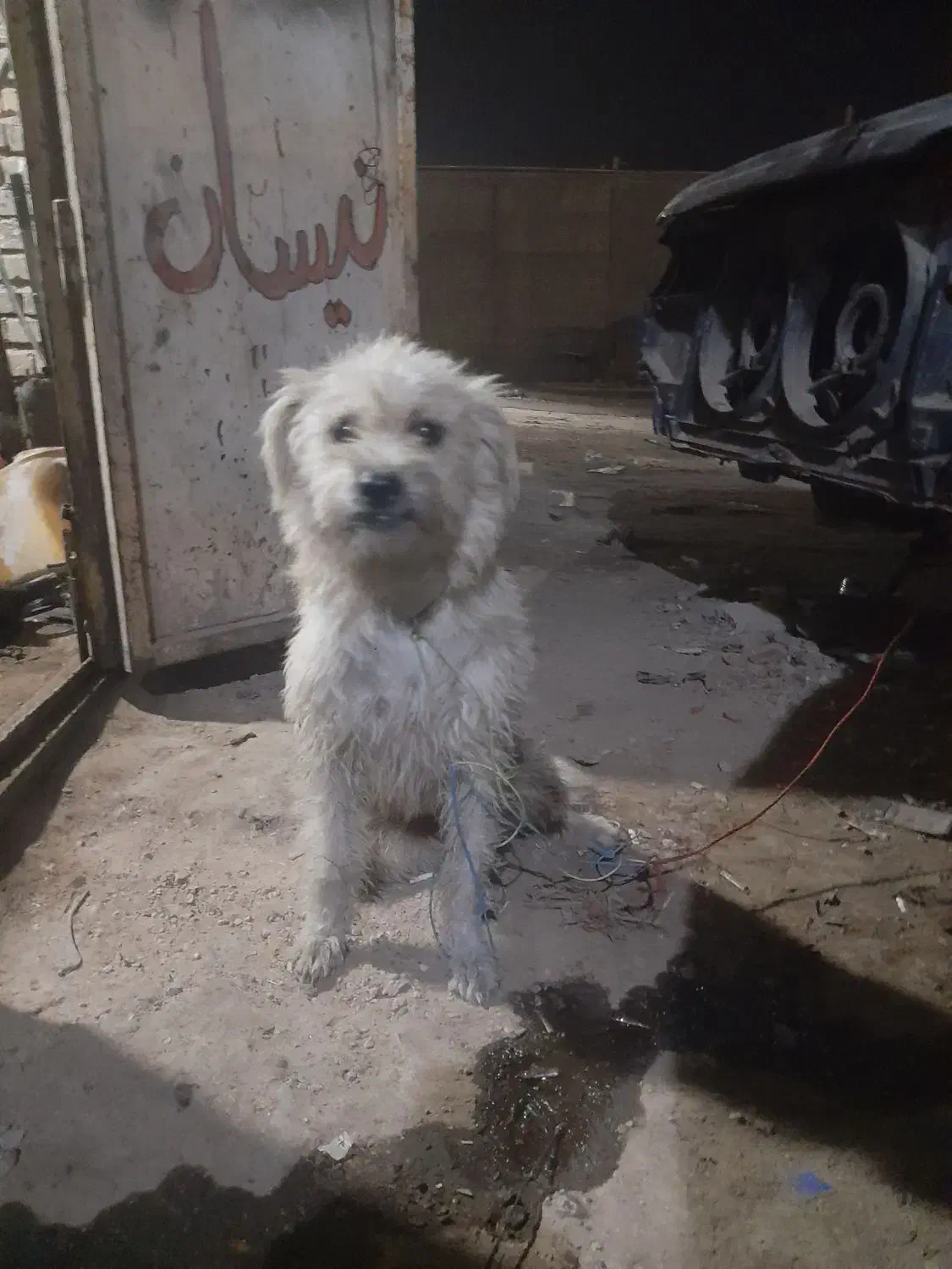 سگ پشمالو|سگ|اهواز, عین ۲|دیوار