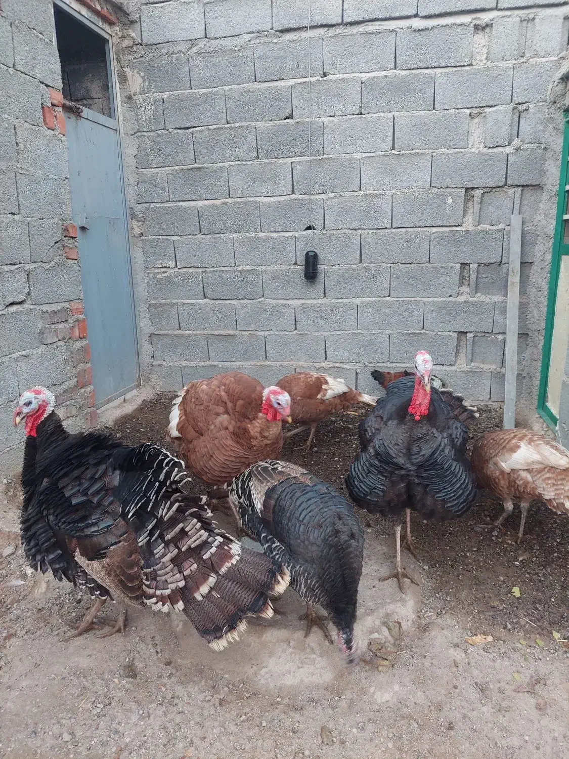 بوقلمون|حیوانات مزرعه|بناب, |دیوار