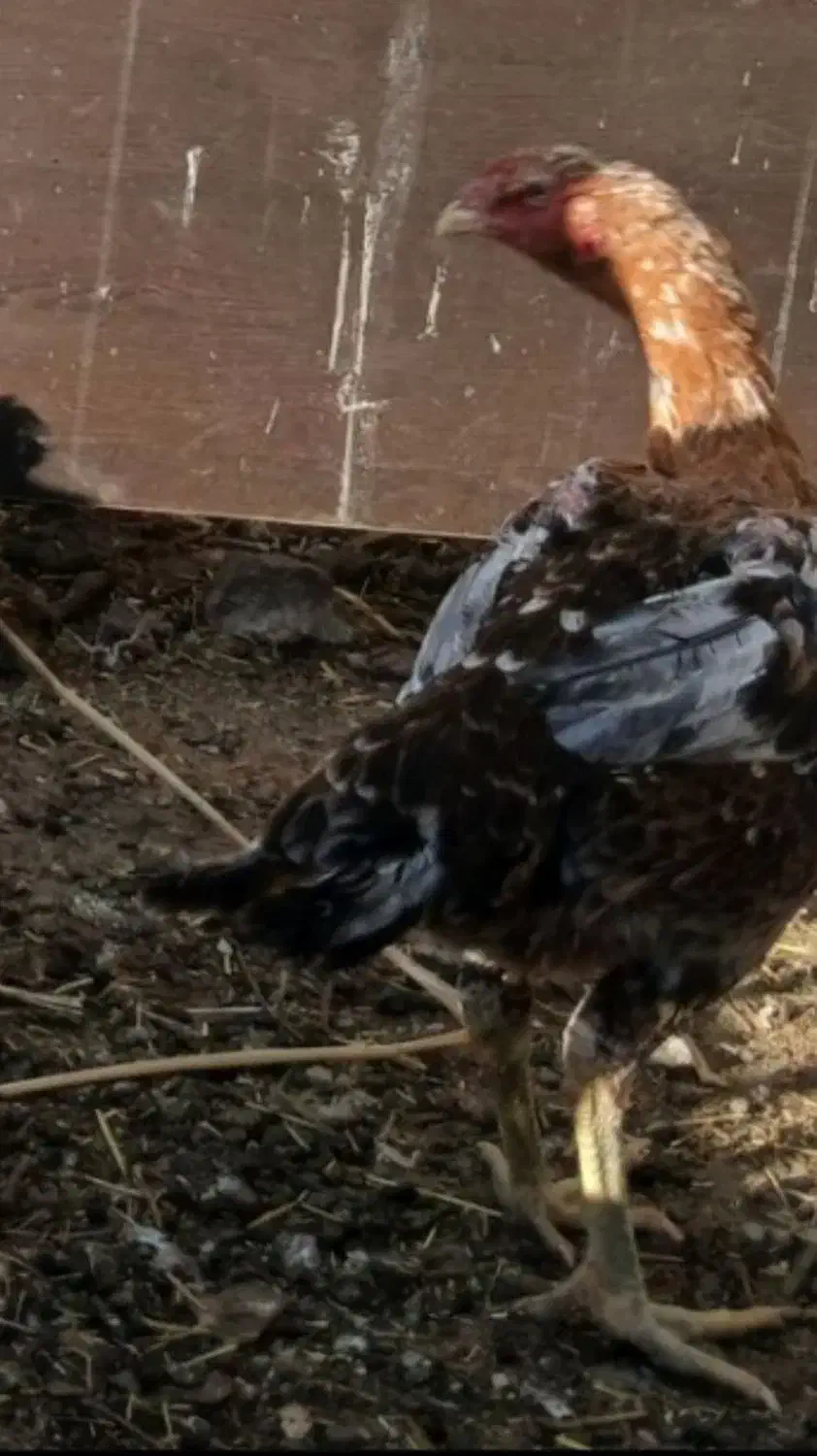 مرغ لاری|حیوانات مزرعه|قصابه, |دیوار