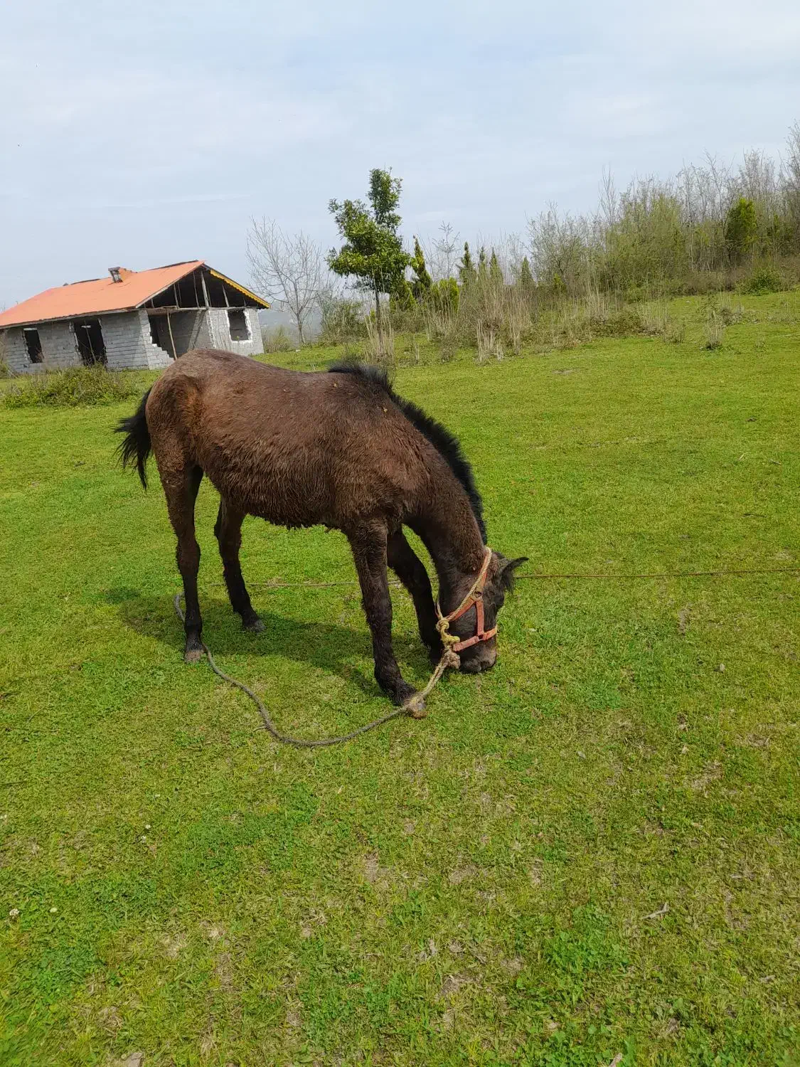 اسب|اسب و تجهیزات اسبسواری|کومله, |دیوار
