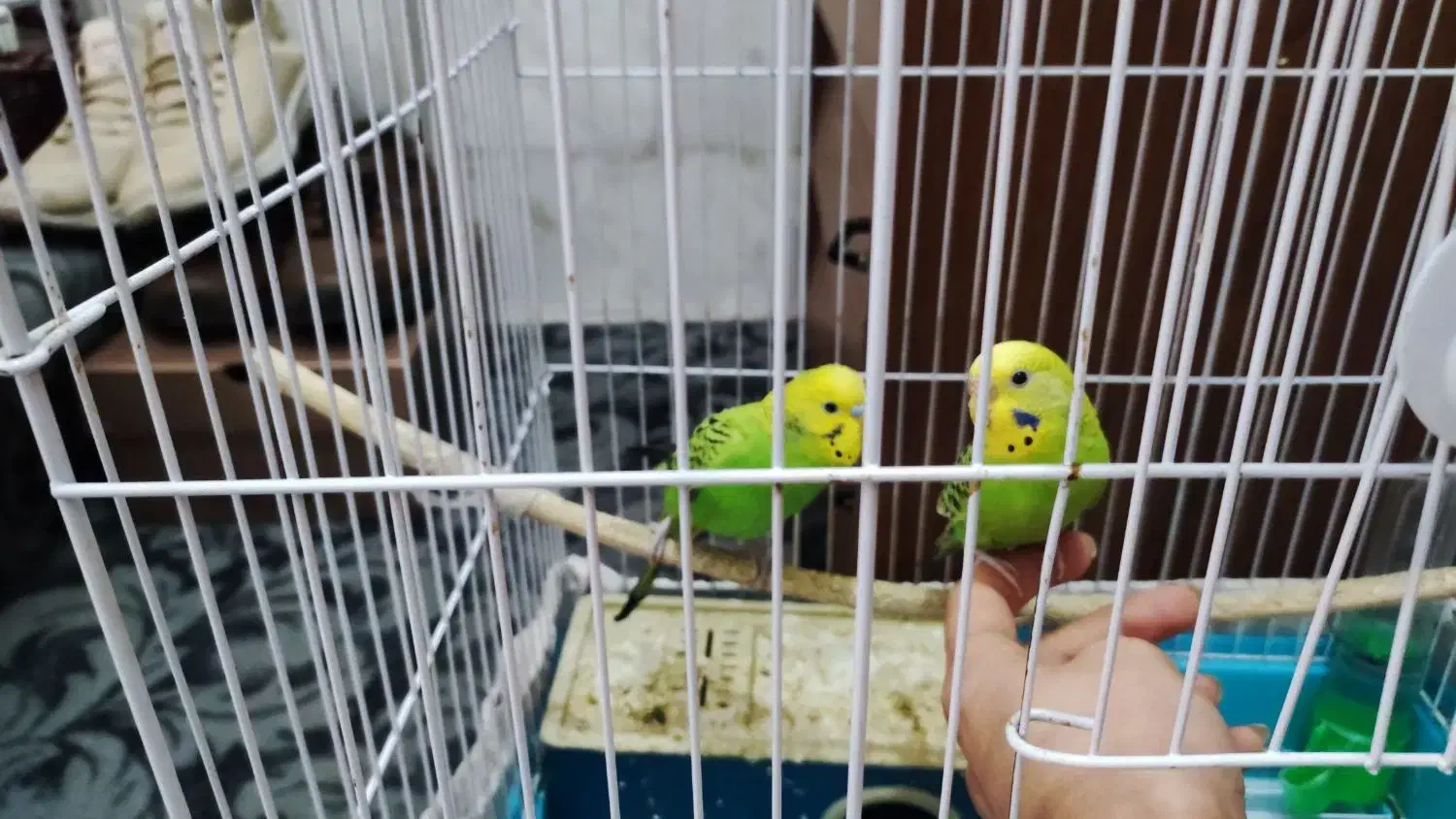 یک جفت مرغ عشق دستی|پرنده|ری, شهید غیوری (ابن باویه)|دیوار