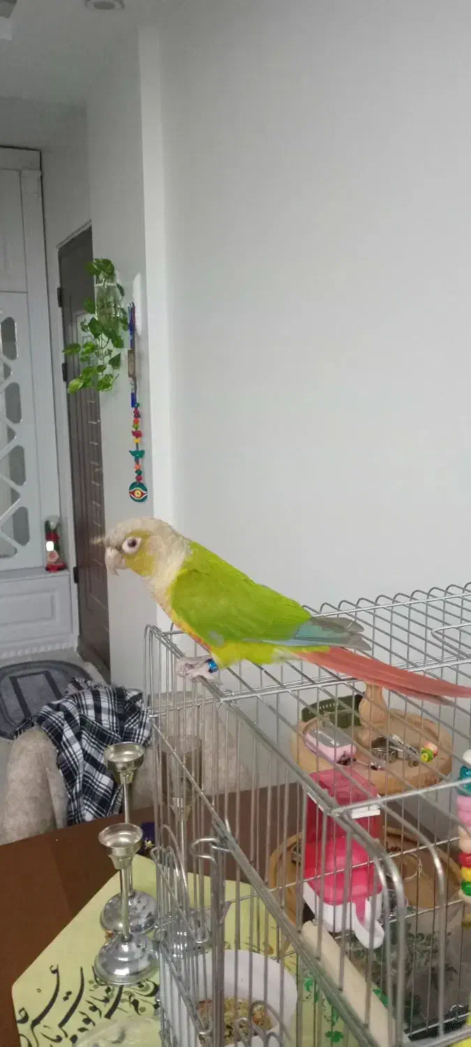 طوطی گرینچیک|پرنده|فردیس, شهرک شهید حسینی|دیوار