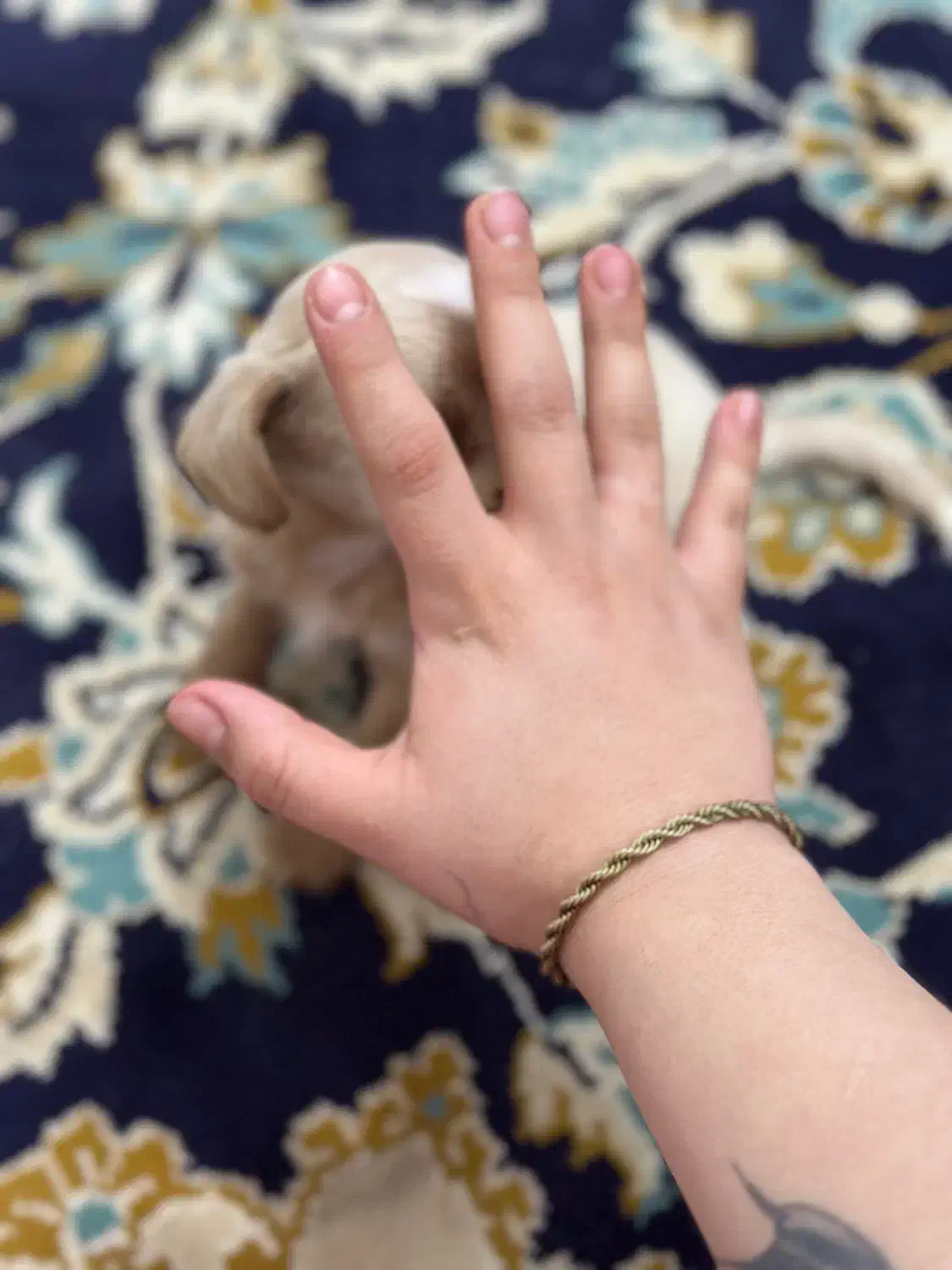 واگذاری سگ جیبی|سگ|مشهد, زمرد|دیوار