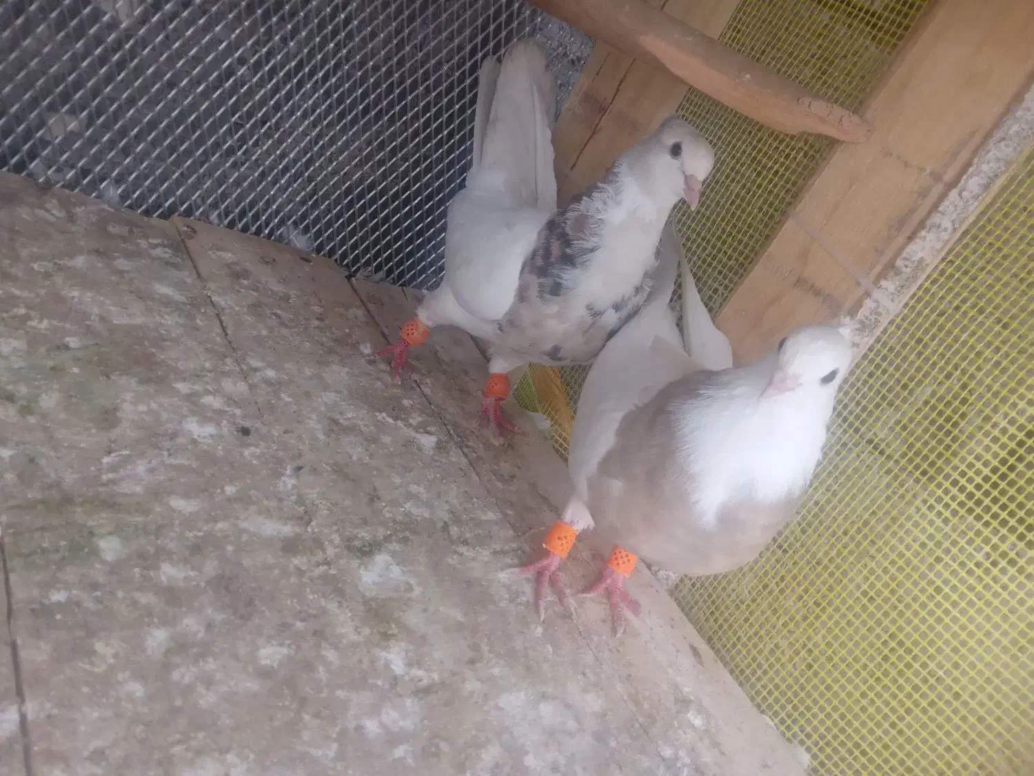 پرنده|پرنده|مسجد سلیمان, |دیوار