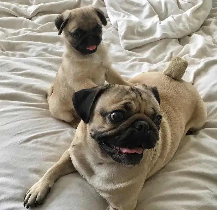 توله سگ پاگ|سگ|تهران, درکه|دیوار