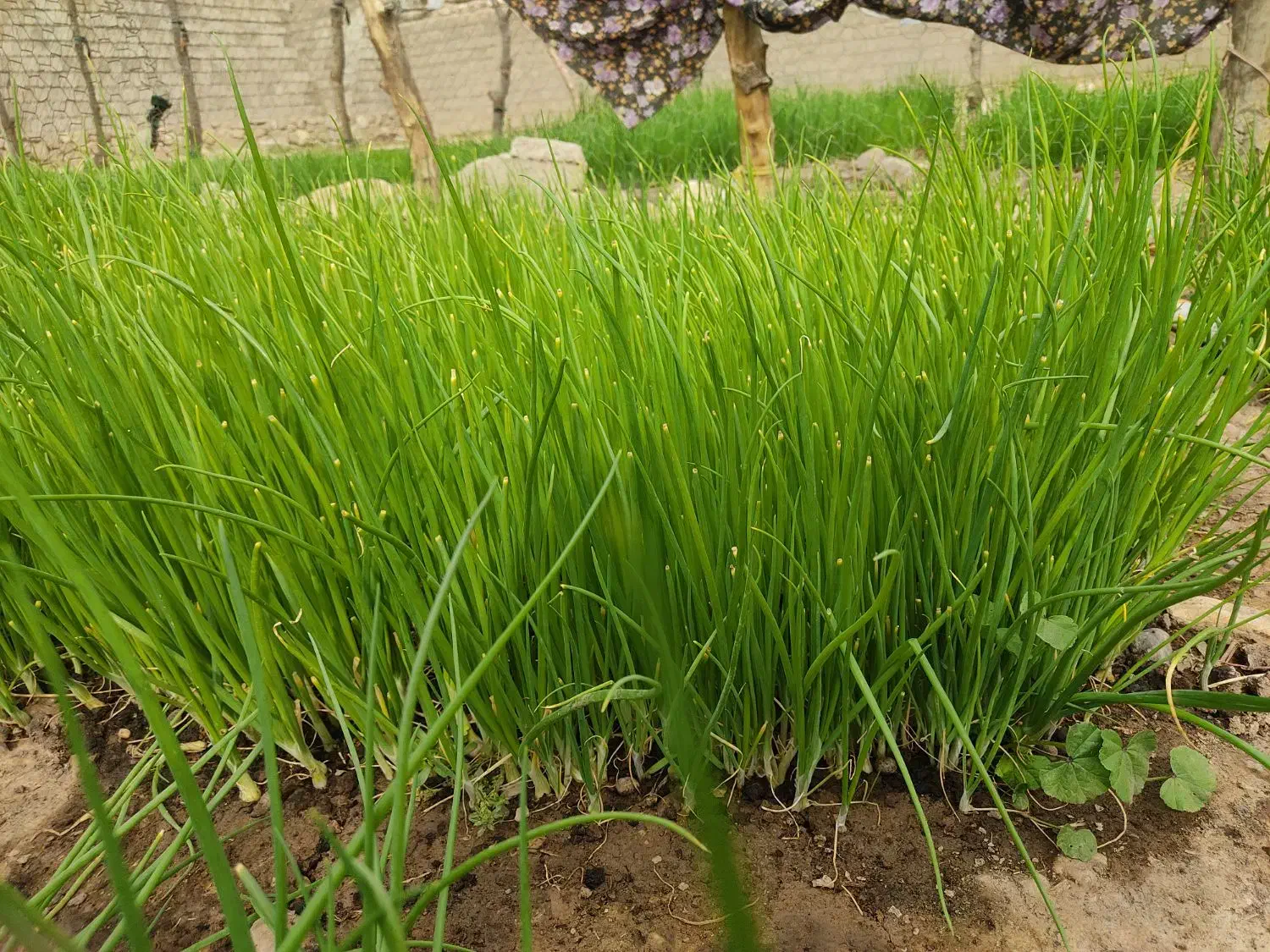 تیم پیاز|گل و گیاه طبیعی|چاروسا, |دیوار