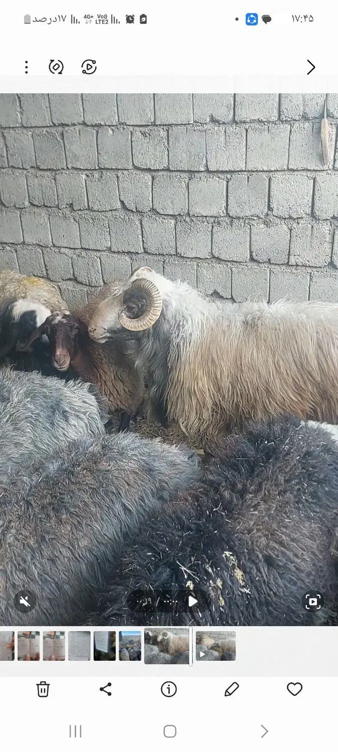 میش|حیوانات مزرعه|اصفهان, زهران|دیوار