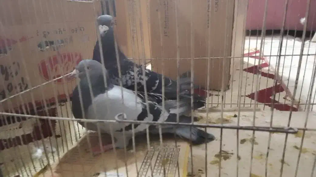 کبوتر شهرستانی طوقی وسرورو....|پرنده|بومهن, |دیوار