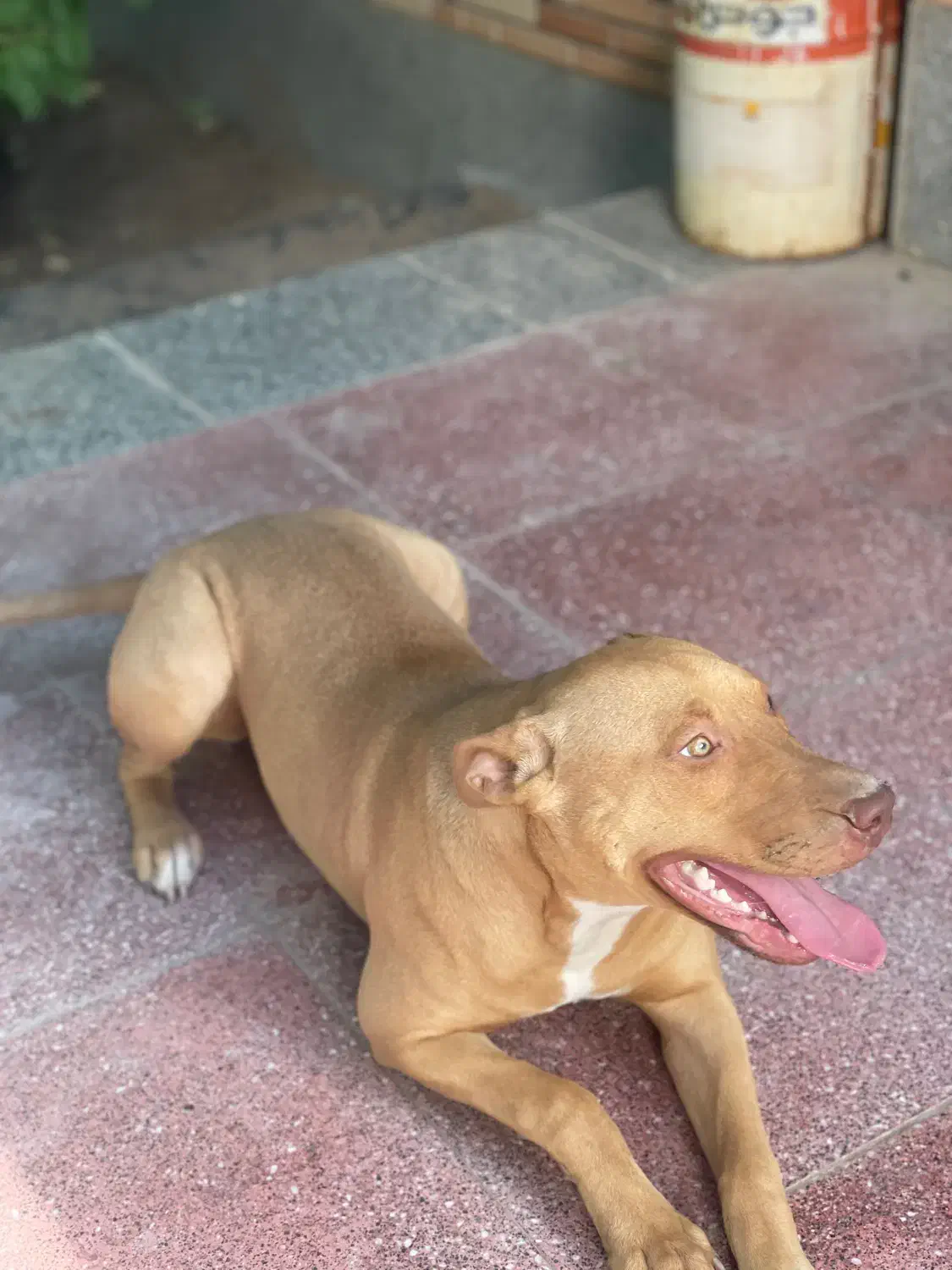 پیتبول فروشی|سگ|کرمان, |دیوار