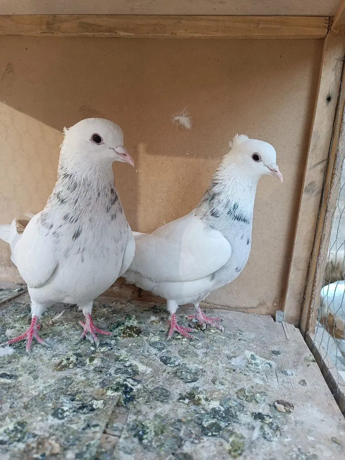 کفتر طوقی|پرنده|تهران, شیخ هادی|دیوار