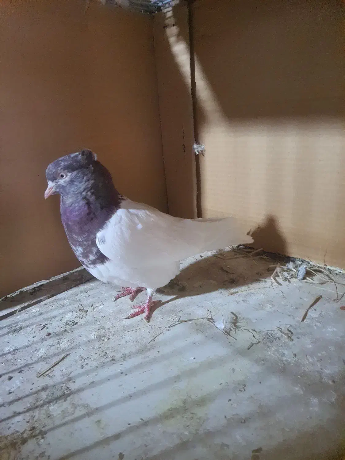 کبوتر کله سرخ مهر|پرنده|یزد, |دیوار