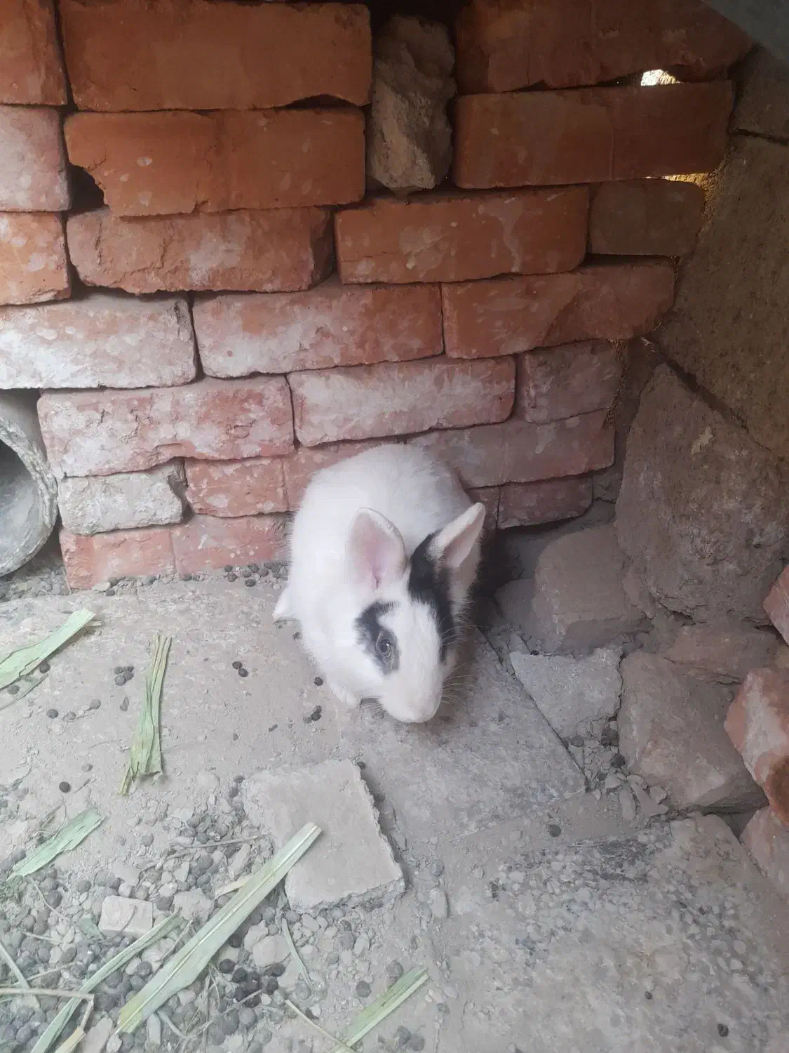 خرگوش نر و ماده|موش و خرگوش|خاش, |دیوار