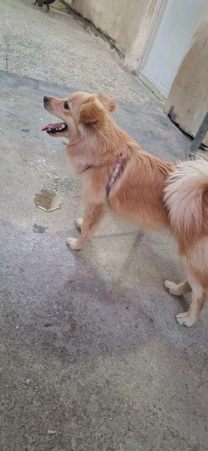 سگ شیتزو روباهی|سگ|بندر ماهشهر, |دیوار