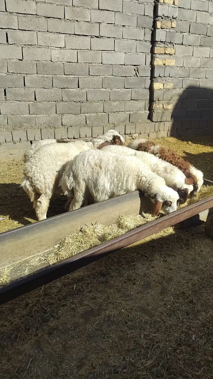 بره‌نر‌گوسفند میش‌|حیوانات مزرعه|بیستون, |دیوار