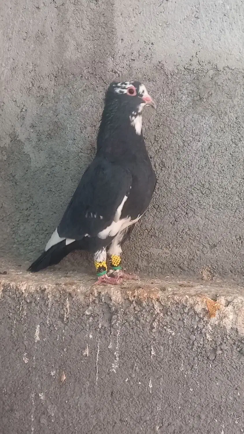 مینا کاکلی و زرد و سرخ|پرنده|مه ولات, |دیوار