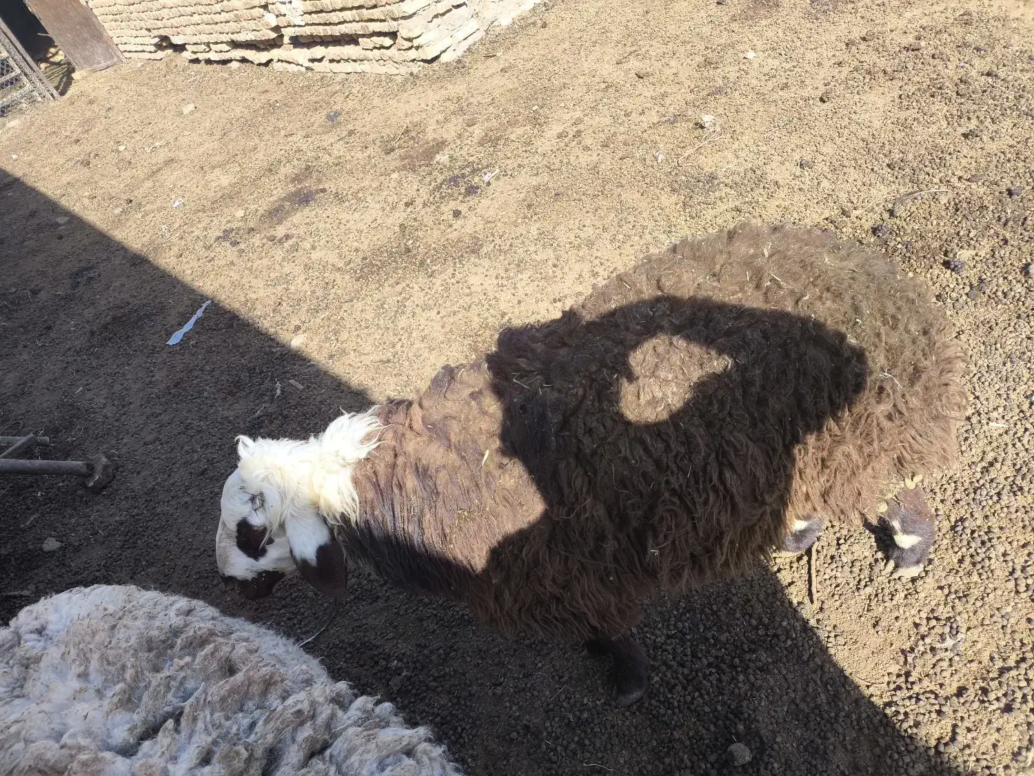 5تا بره نر قیمت 340ت|حیوانات مزرعه|تربت جام, معدآباد|دیوار