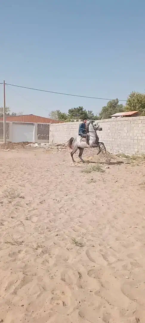 فروش اسب|اسب و تجهیزات اسب‌سواری|سیرجان, |دیوار