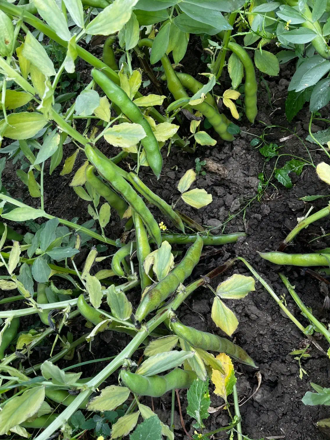 باقالا هیستال زود راس|عمدهفروشی|جویبار, |دیوار