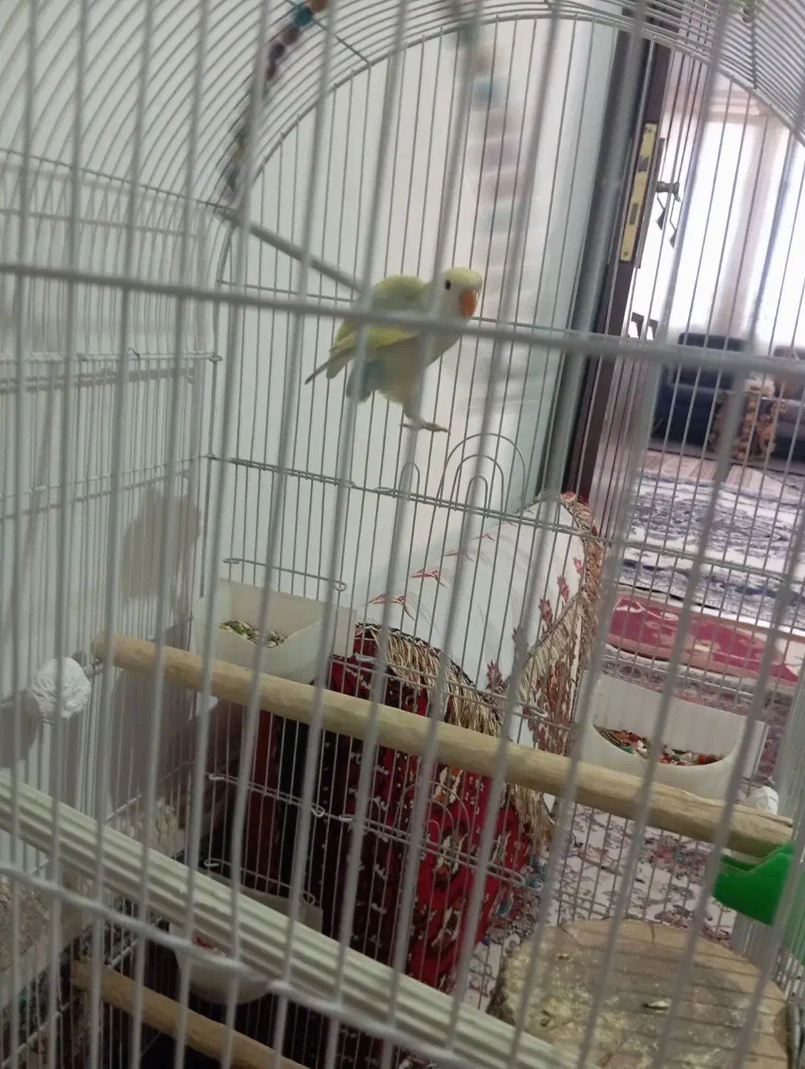 کوتوله ۴رنگ|پرنده|مشهد, اروند|دیوار