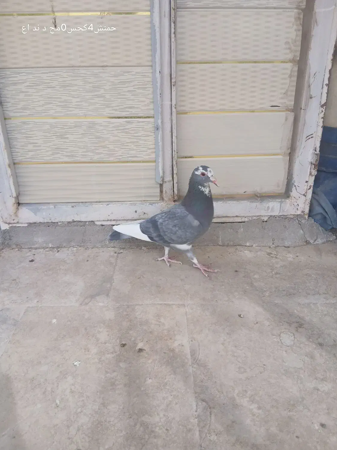 پلنگ.زرد|پرنده|رفسنجان, |دیوار