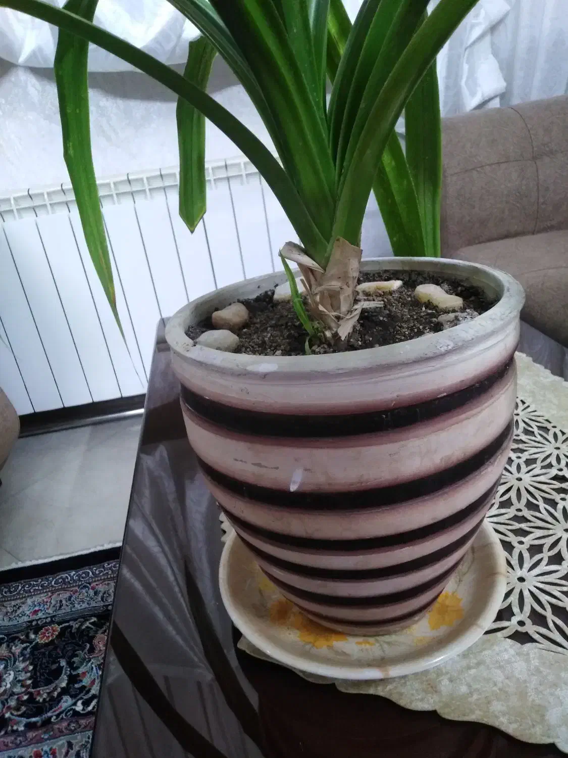 گل طبیعی شاداب|گل و گیاه طبیعی|مشهد, کارمندان دوم|دیوار