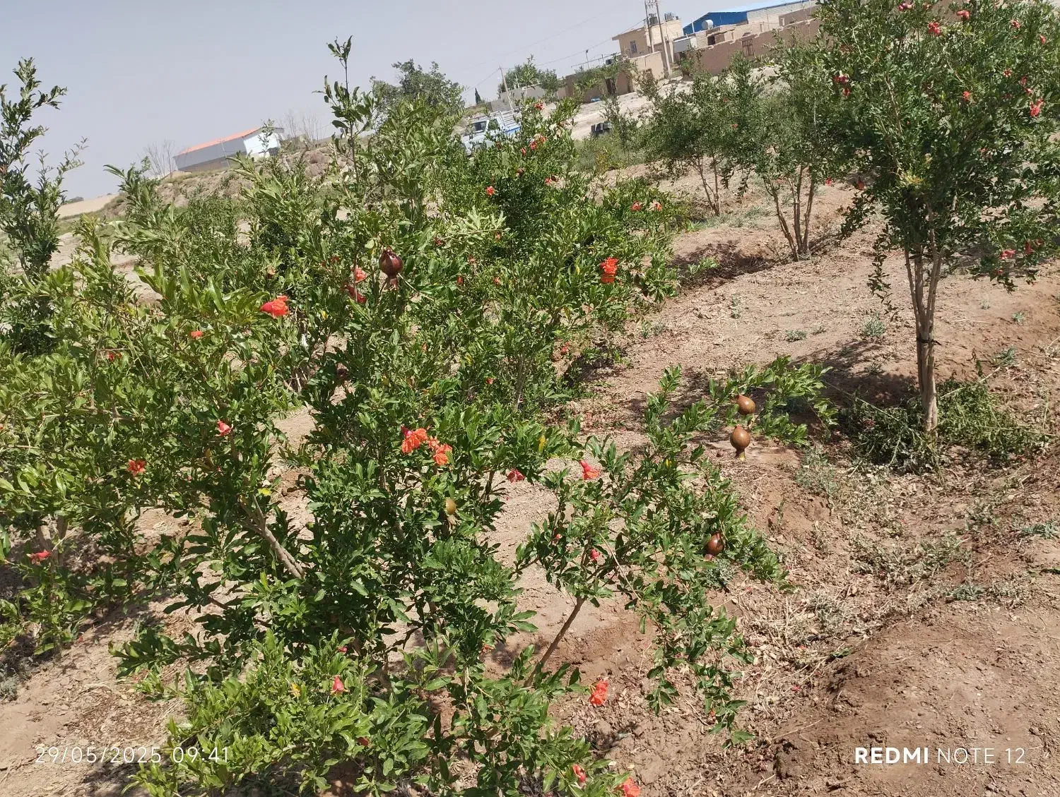 باغ با مجوز دیوار،فنس،سند تکبرگ|فروش دفتر صنعتی، کشاورزی، تجاری|اصفهان, قهاب جنوبی|دیوار
