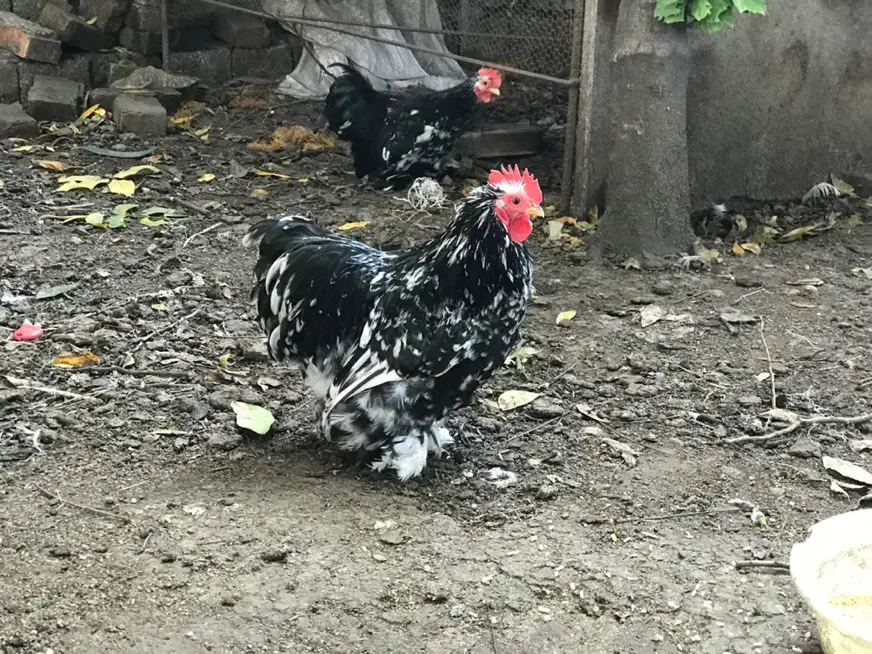 خروس کوچین بلک متلد|حیوانات مزرعه|بابل, |دیوار