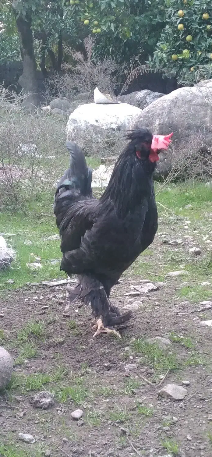 فروش خروس سلطان|حیوانات مزرعه|کلارآباد, |دیوار