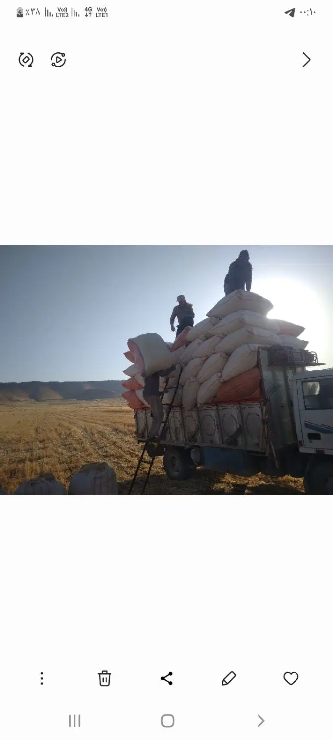 کاه|خدمات باغبانی و درختکاری|اردستان, |دیوار